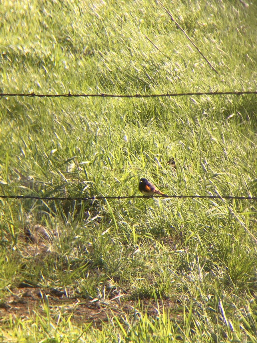 American Redstart - ML453278861