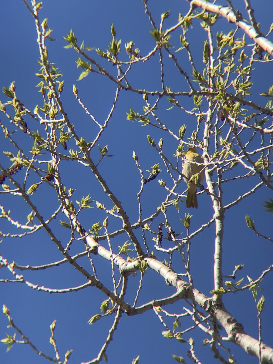 Bullock's Oriole - ML453279741