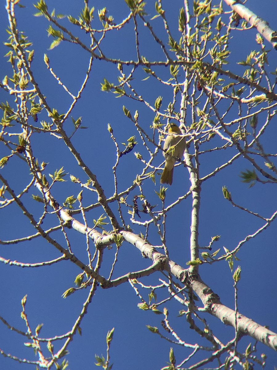 Bullock's Oriole - ML453279851