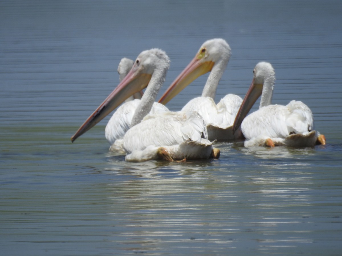 pelikán severoamerický - ML453279951