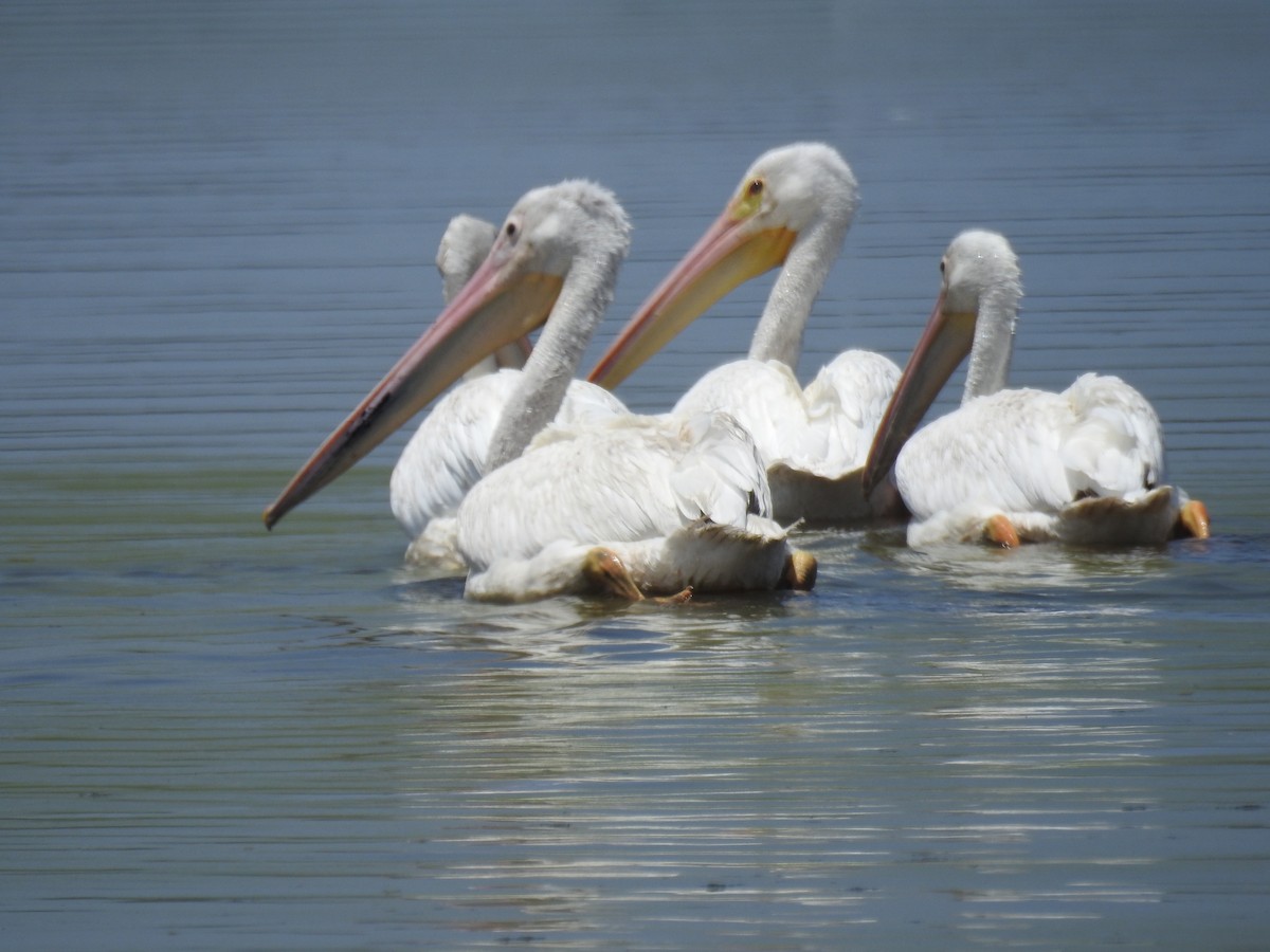 American White Pelican - ML453279951