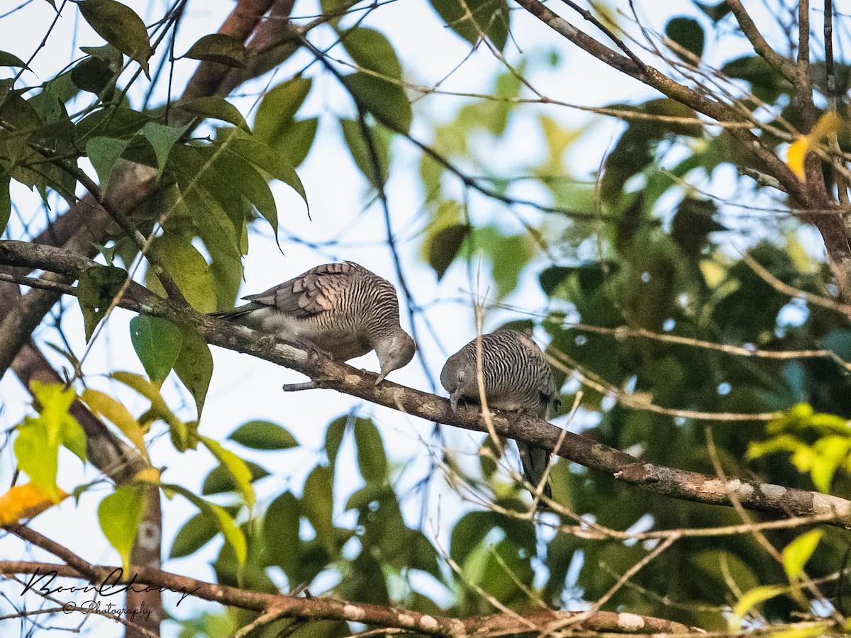 Zebra Dove - ML453280331