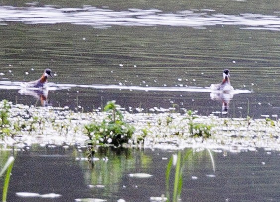 Phalarope à bec étroit - ML453280741