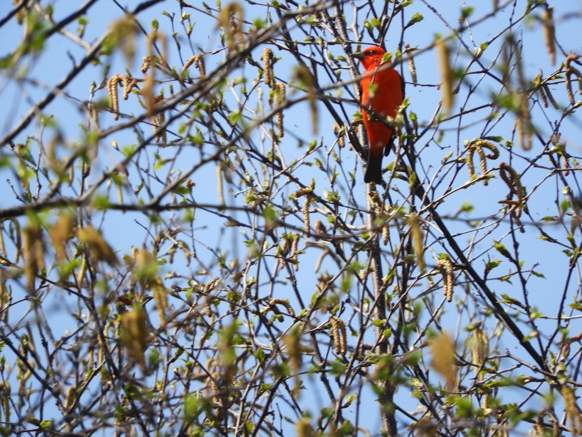 Scarlet Tanager - ML453282111