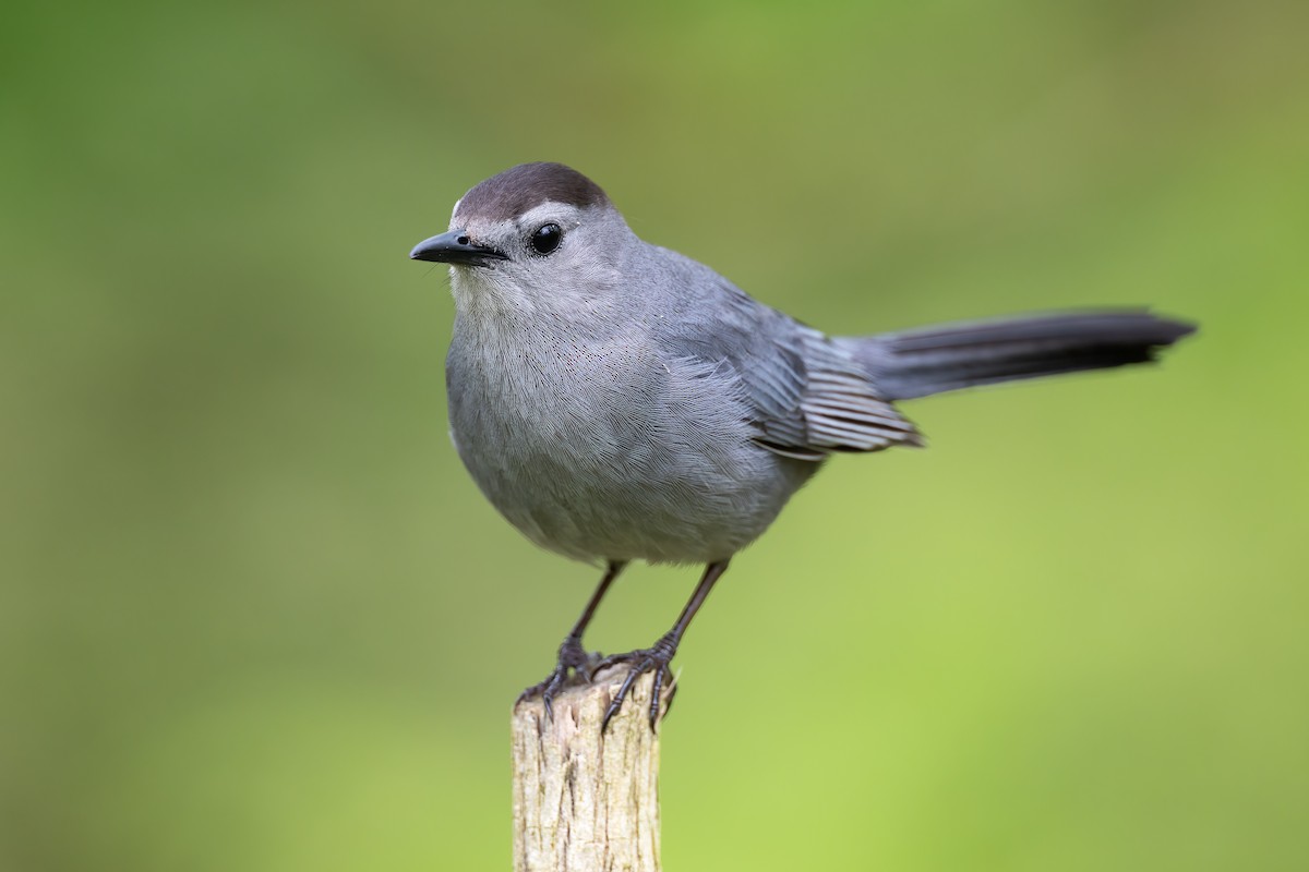 Gray Catbird - Ryan Sanderson