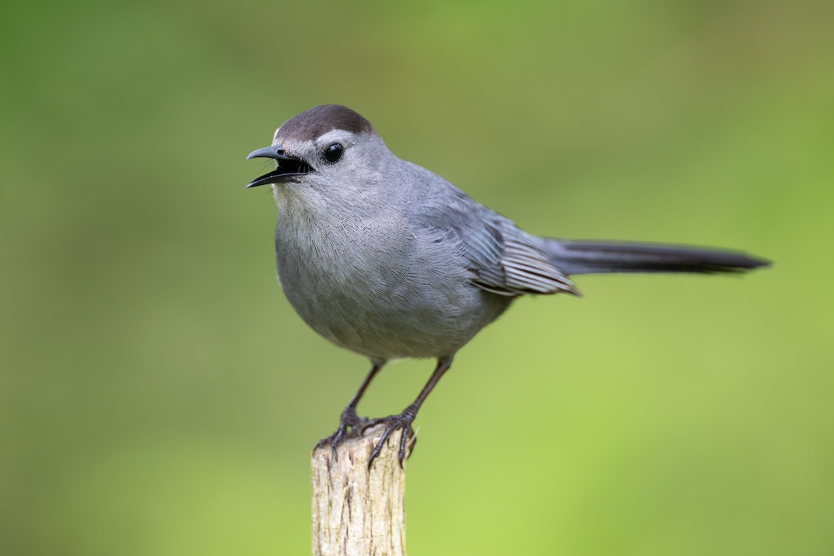 Gray Catbird - Ryan Sanderson