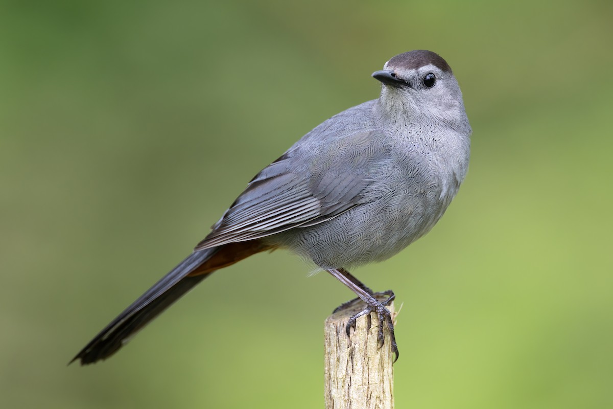 Gray Catbird - Ryan Sanderson