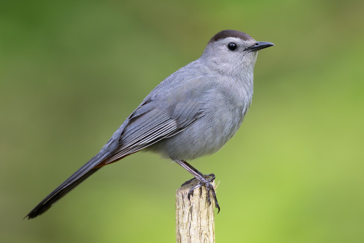 Gray Catbird - Ryan Sanderson