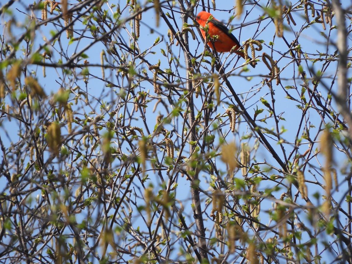 Scarlet Tanager - ML453282311