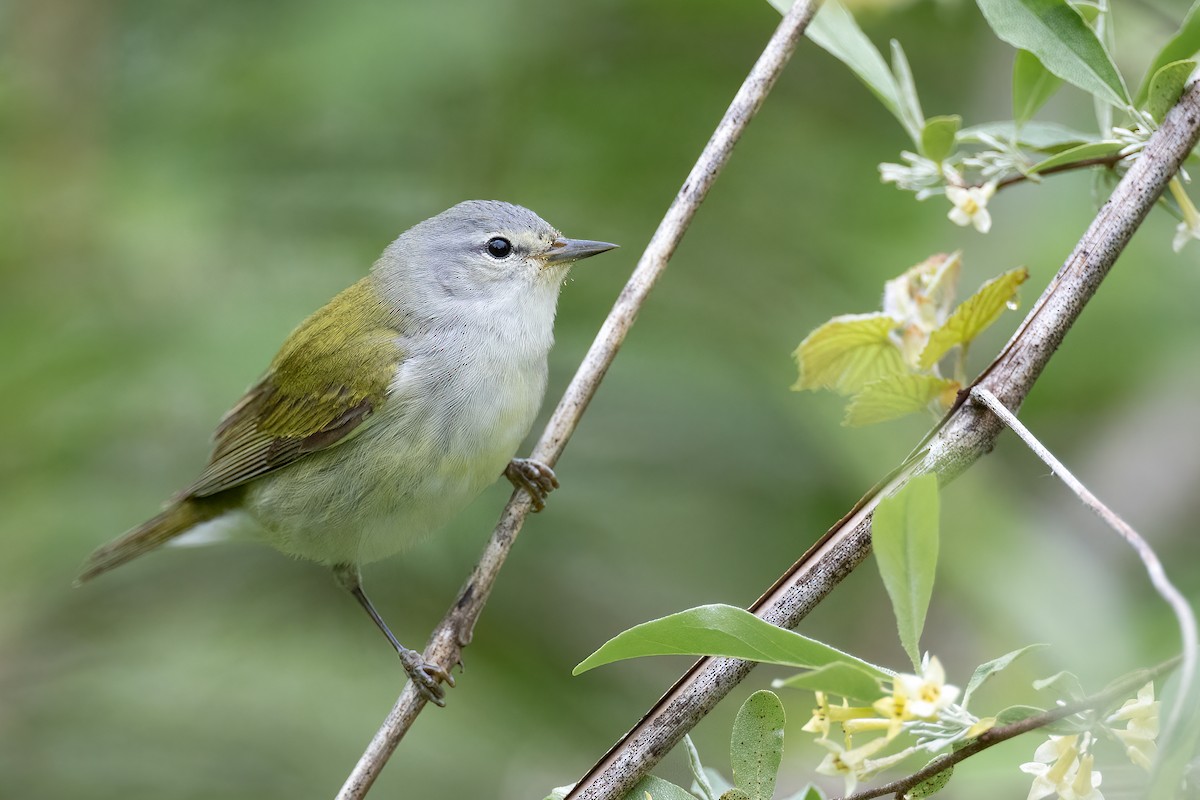 Tennessee Warbler - ML453282571