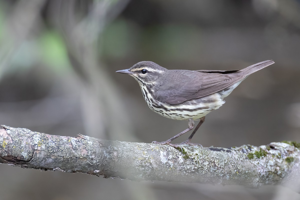 Northern Waterthrush - ML453282591