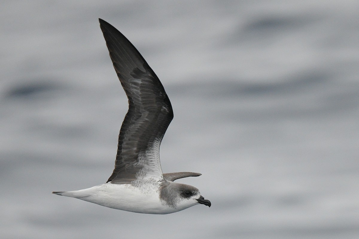 Fea's Petrel - Kate Sutherland