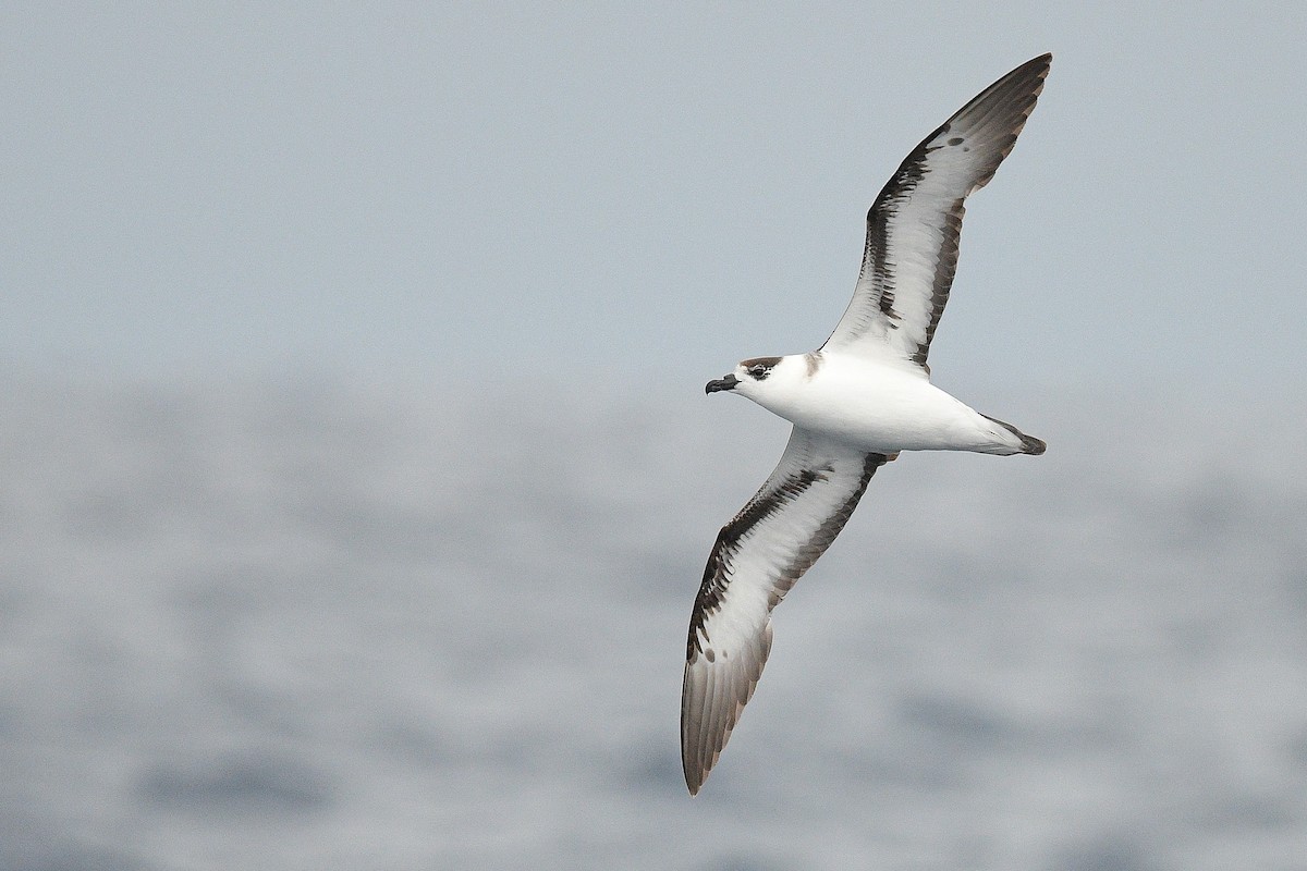 Petrel Antillano - ML453283581