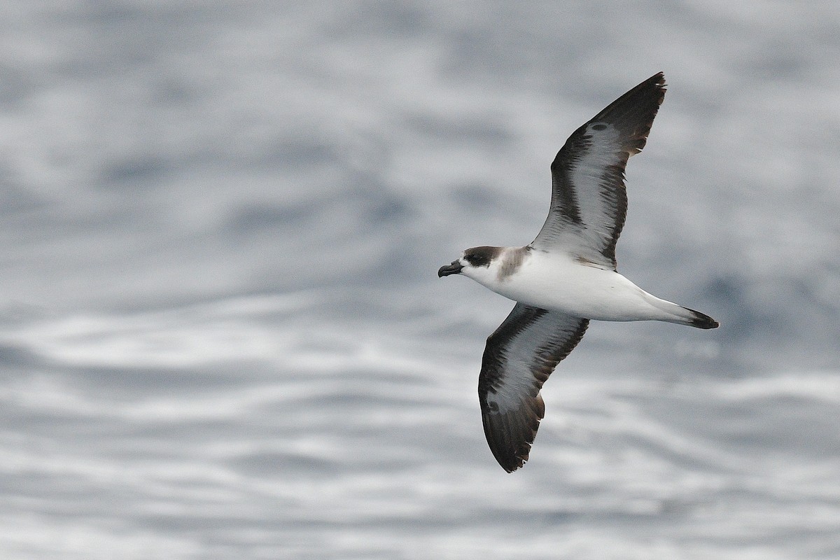 Petrel Antillano - ML453283591