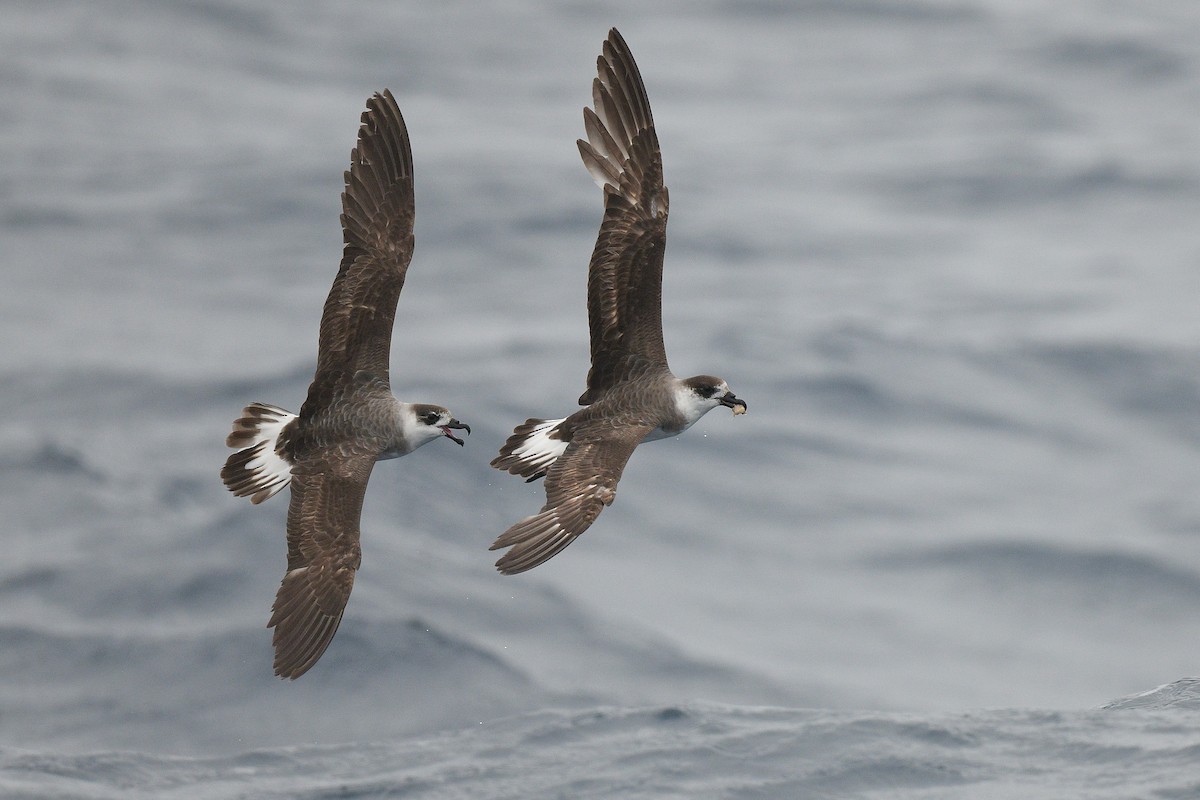 Petrel Antillano - ML453283631