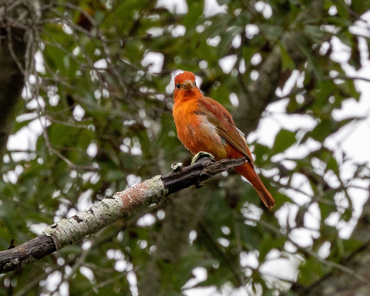 Summer Tanager - Greg Harrington