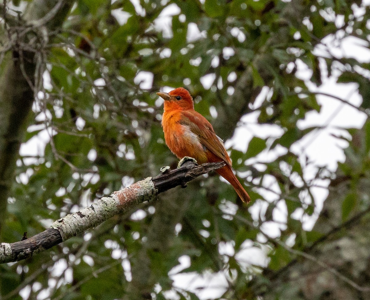 Summer Tanager - Greg Harrington