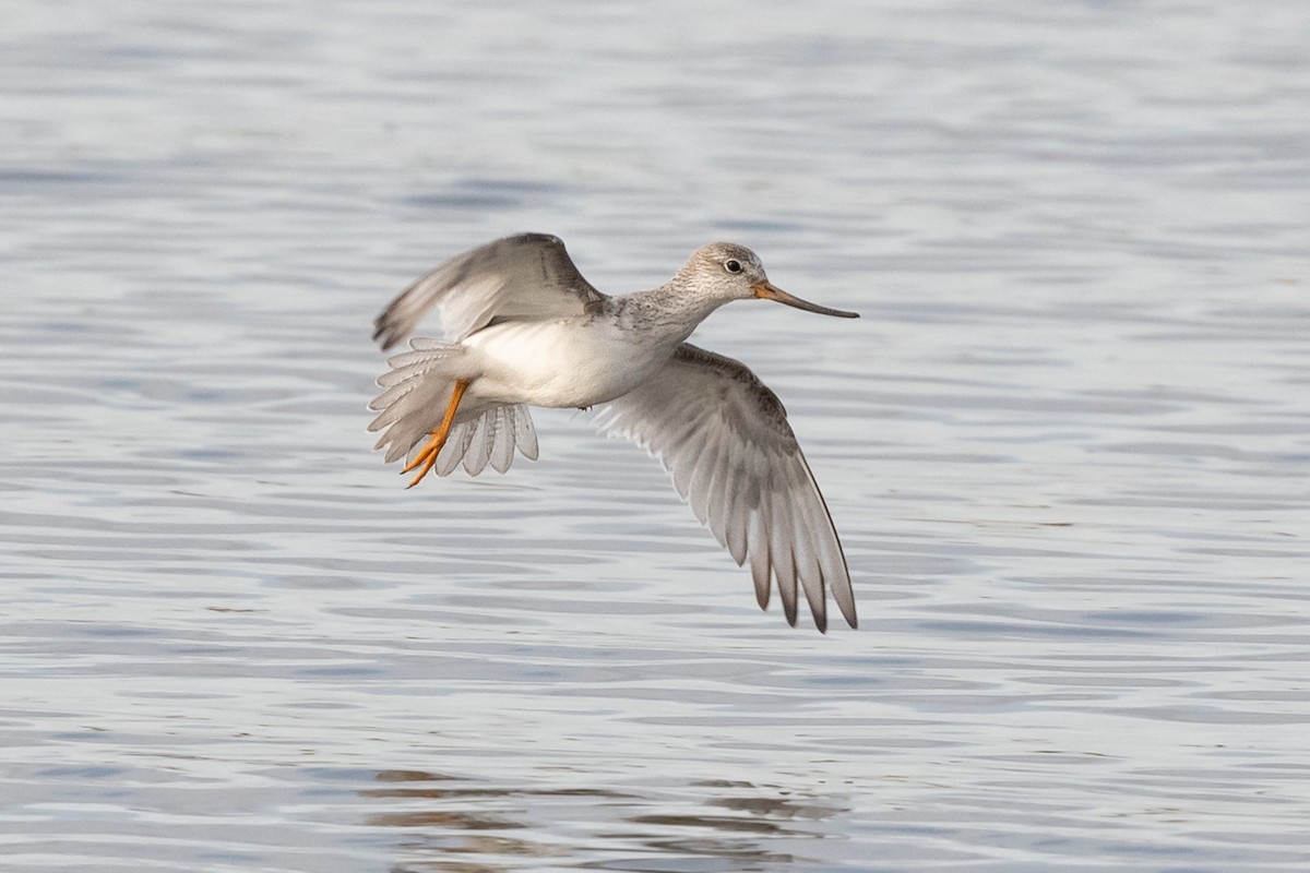 Terek Sandpiper - Helen Cunningham