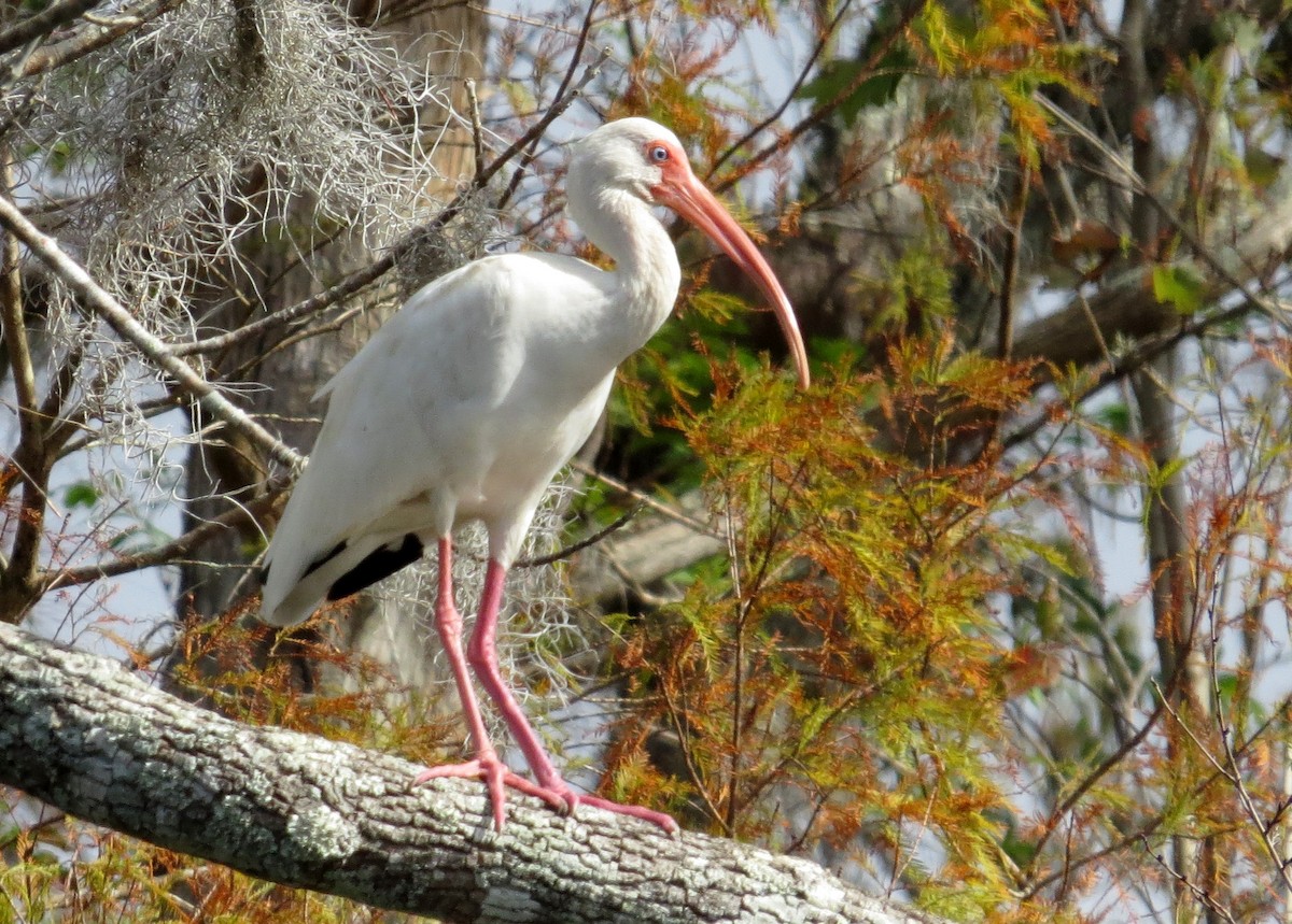 ibis bílý - ML45328701