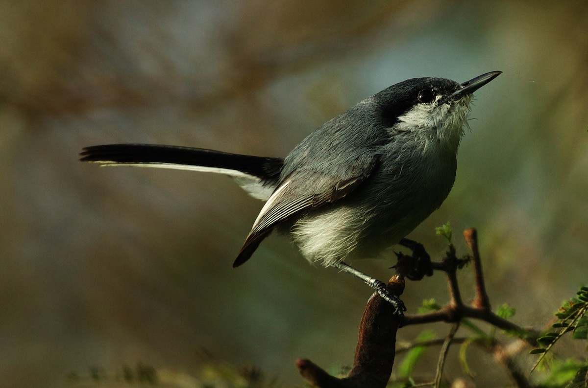 krattmyggsmett (plumbiceps/anteocularis) - ML453287861