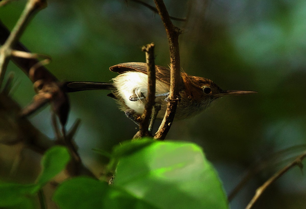 Long-billed Gnatwren (Trilling) - ML453289161