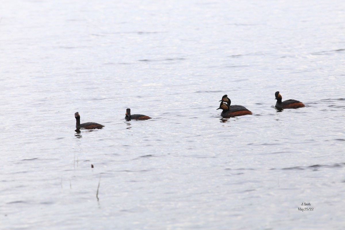 Eared Grebe - ML453290301