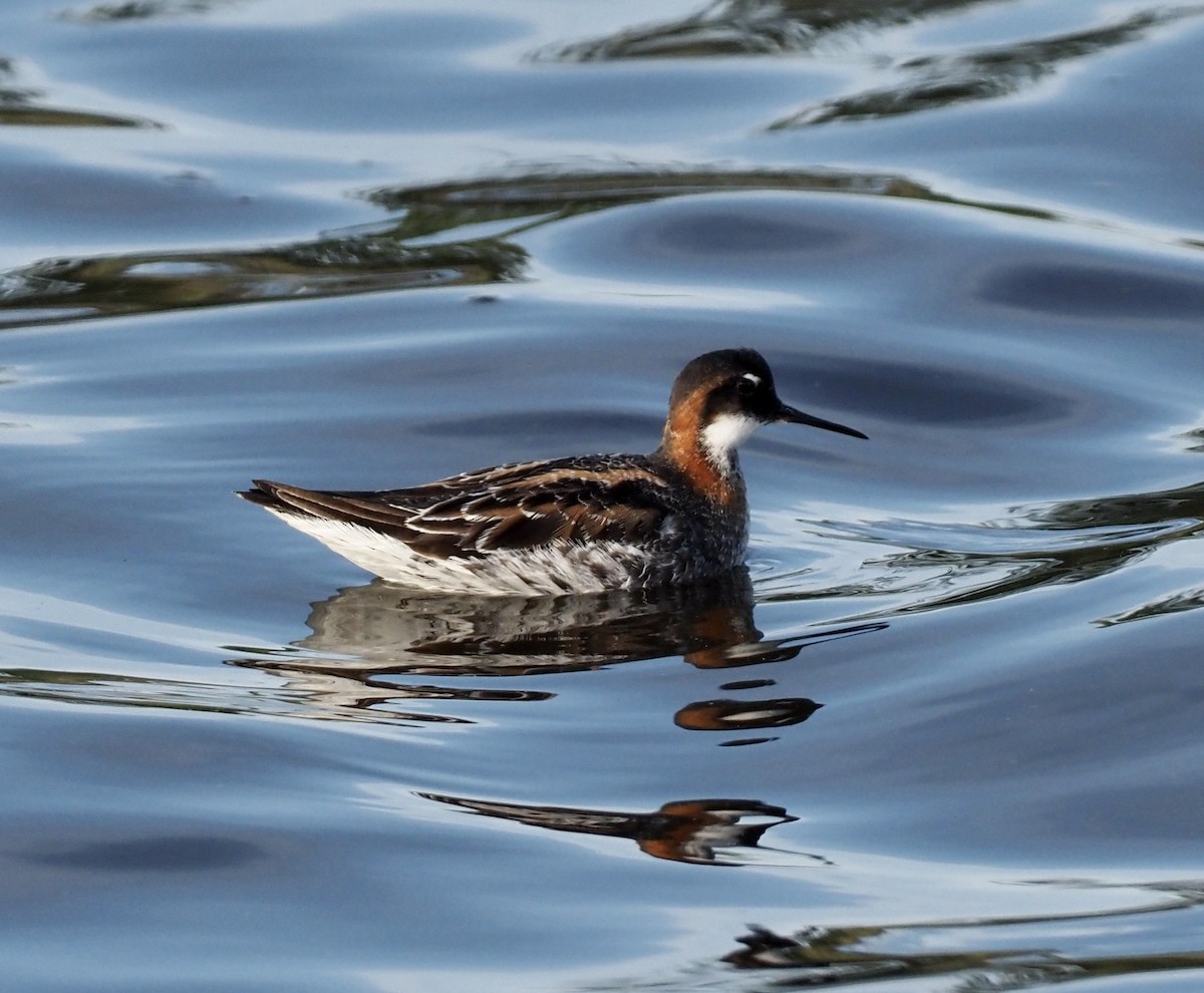 Red-necked Phalarope - ML453290681