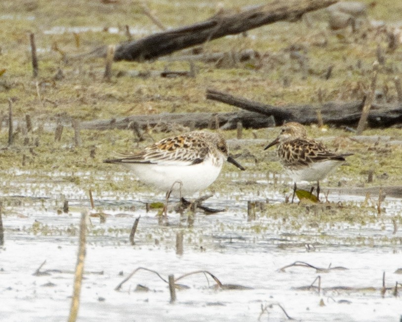 Bécasseau sanderling - ML453291061