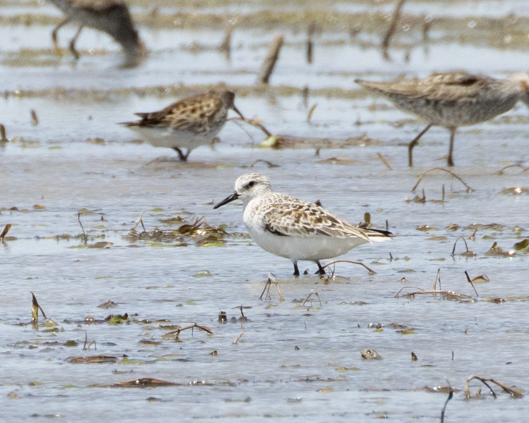 Bécasseau sanderling - ML453291081