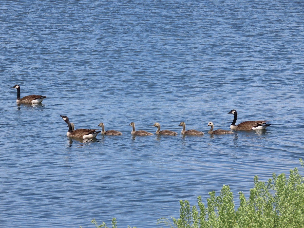 Canada Goose - ML453292381