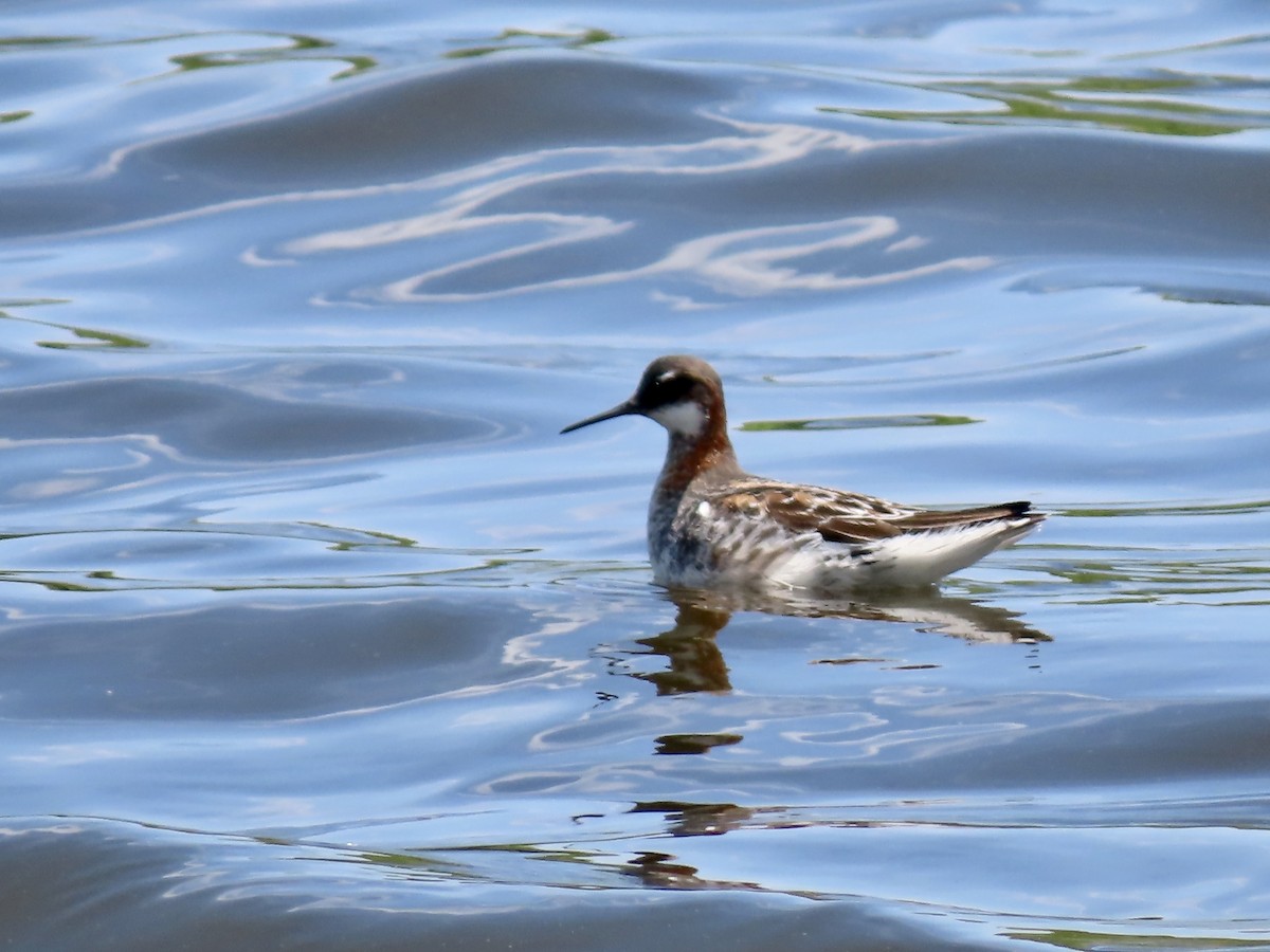 svømmesnipe - ML453293011