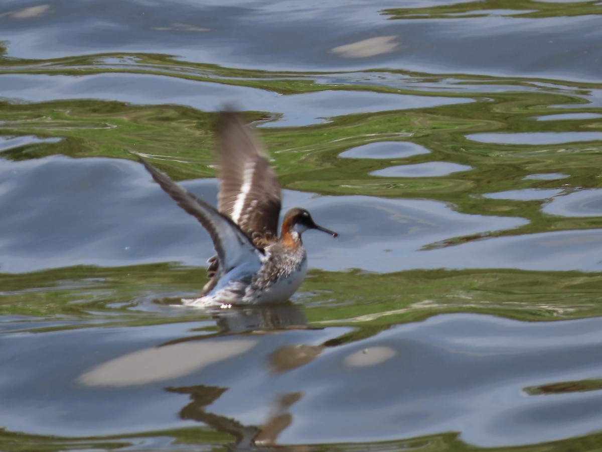 Red-necked Phalarope - ML453293061