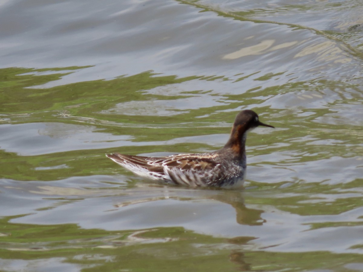 Red-necked Phalarope - Marjorie Watson