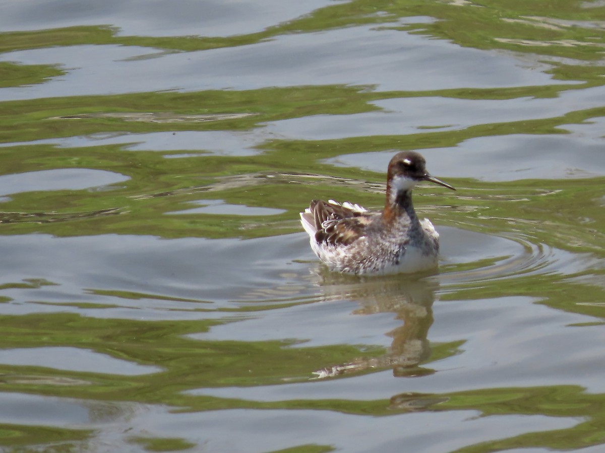 Red-necked Phalarope - ML453293081