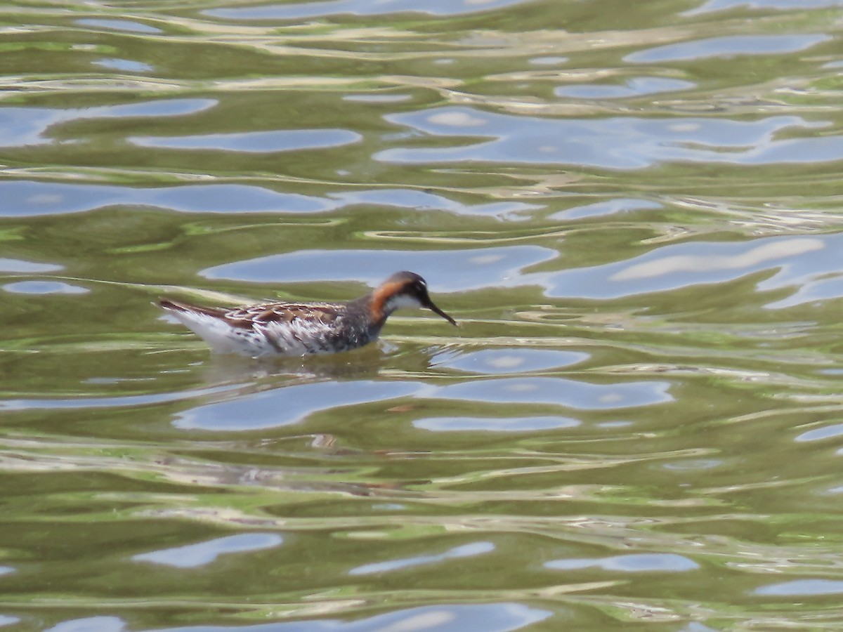 Red-necked Phalarope - Marjorie Watson