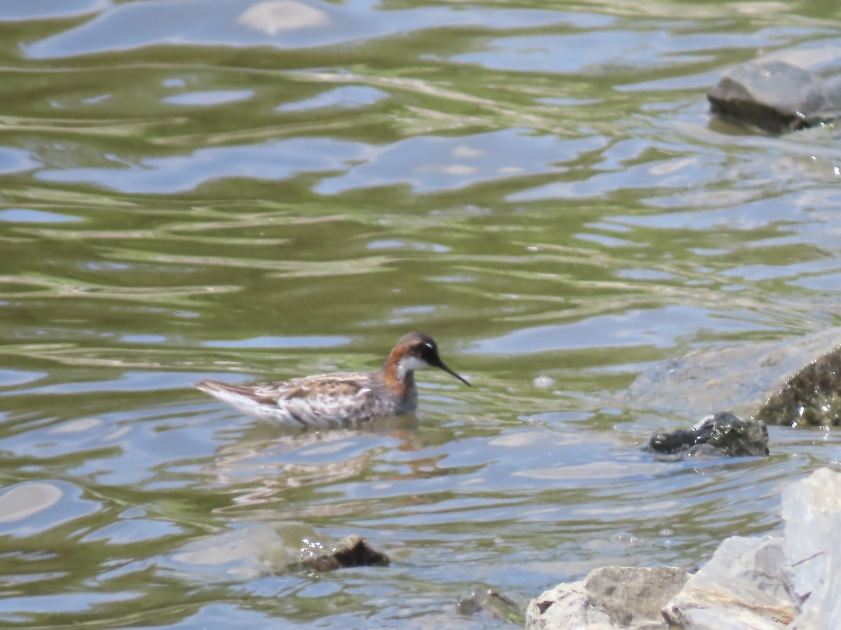 Phalarope à bec étroit - ML453293171