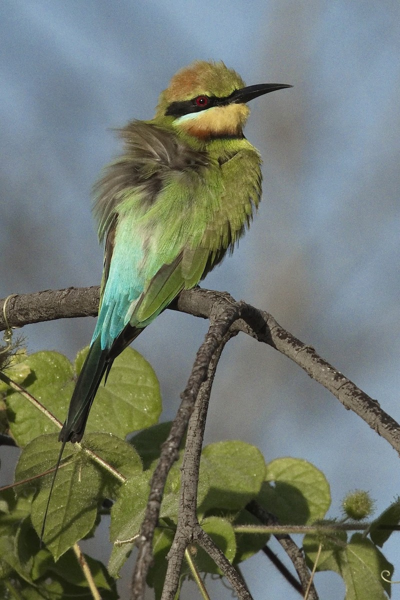 Rainbow Bee-eater - ML453295791