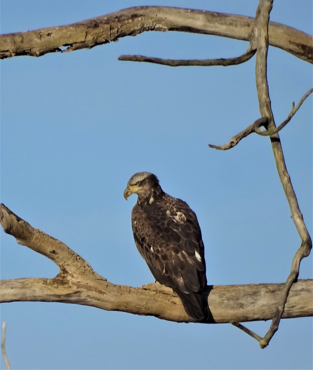 Bald Eagle - ML453295871