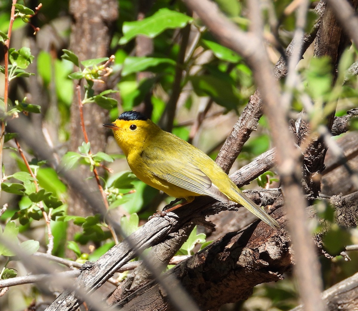 Wilson's Warbler - ML453295921