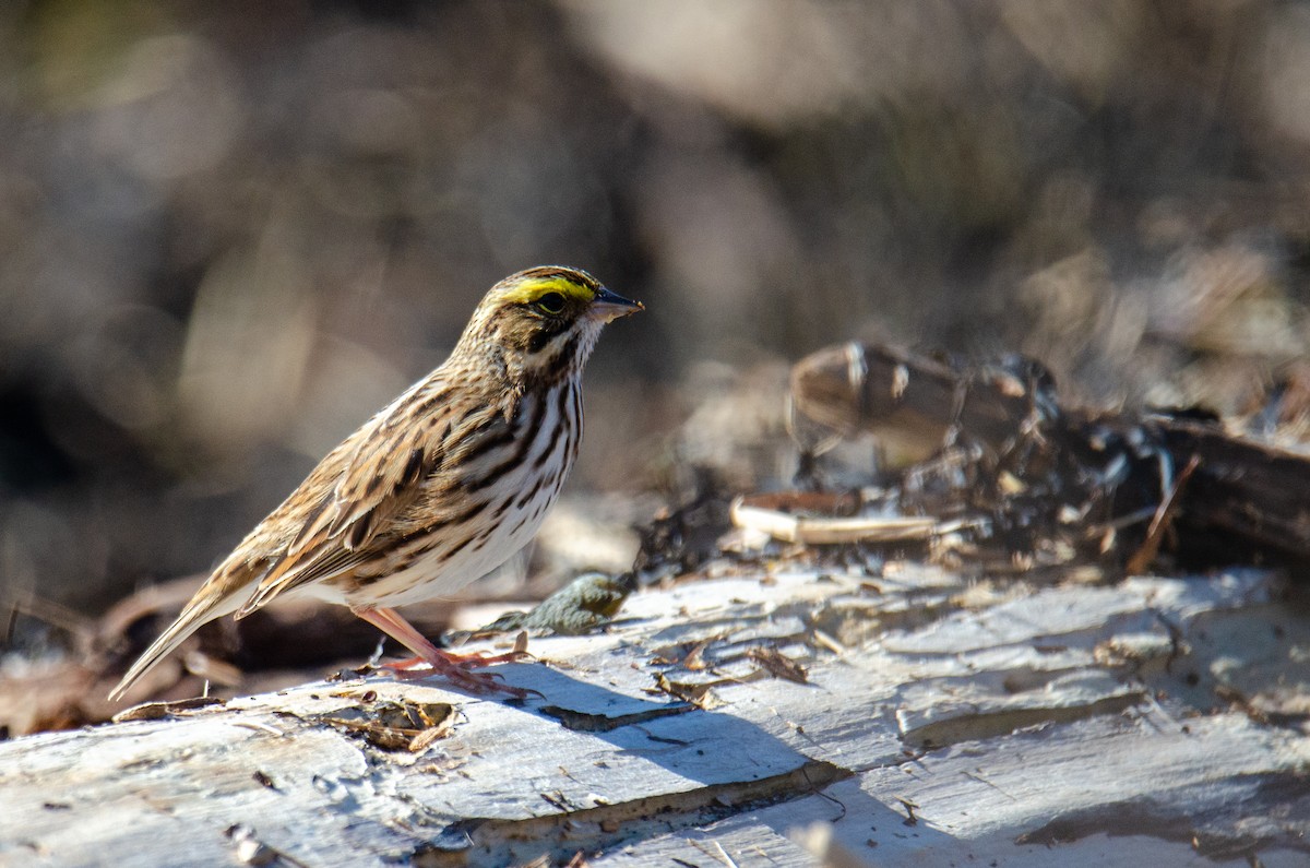 Savannah Sparrow - ML453297821