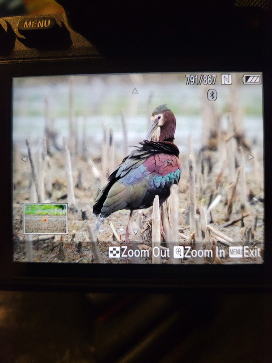 White-faced Ibis - ML453297931