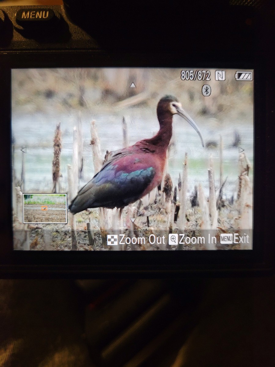 White-faced Ibis - ML453297941