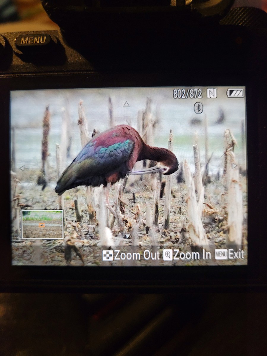 White-faced Ibis - ML453298011