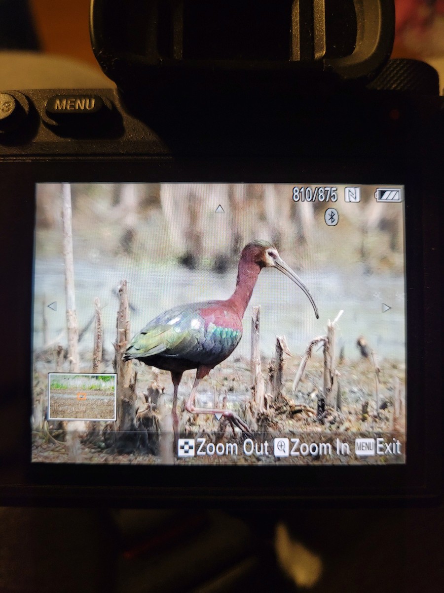 White-faced Ibis - ML453298051