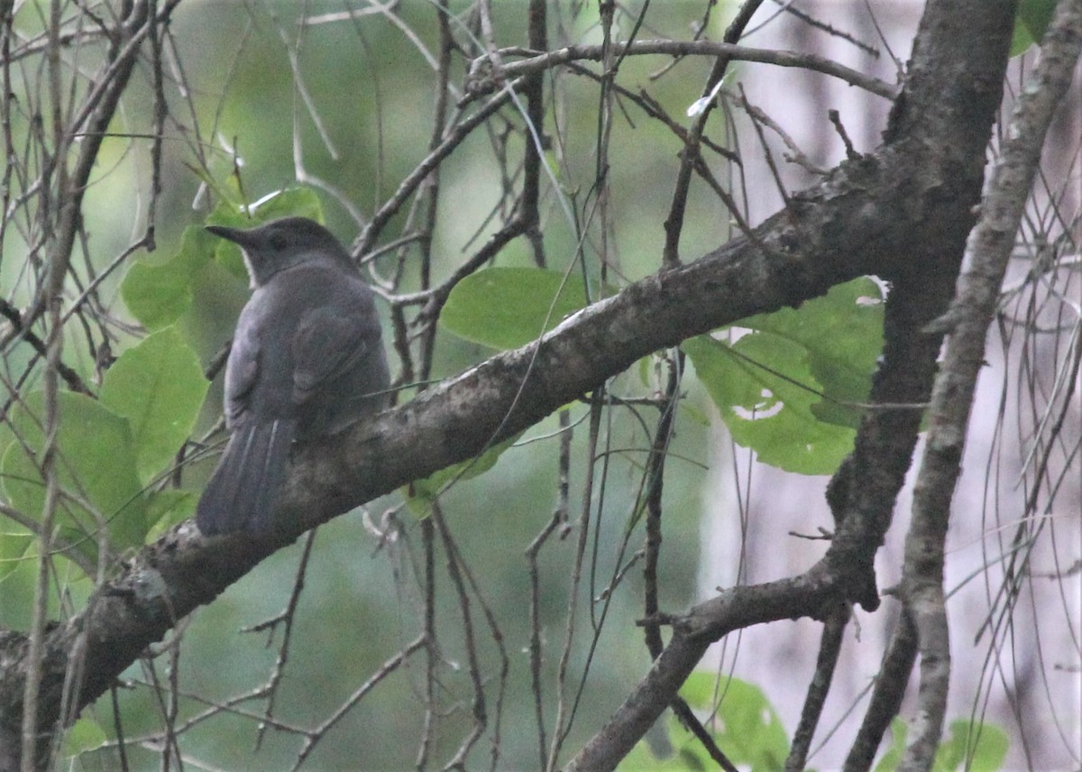 Gray Catbird - ML45329871