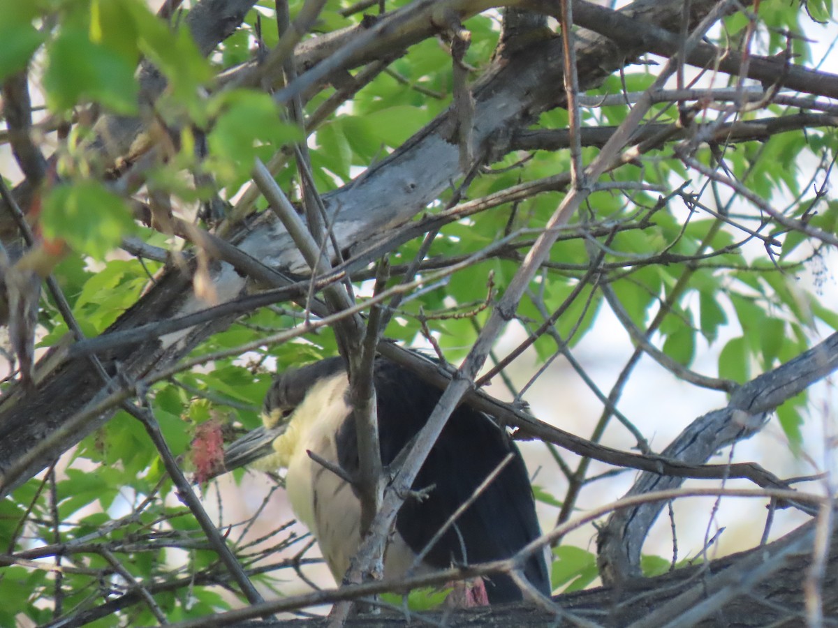 Black-crowned Night Heron - ML453299351