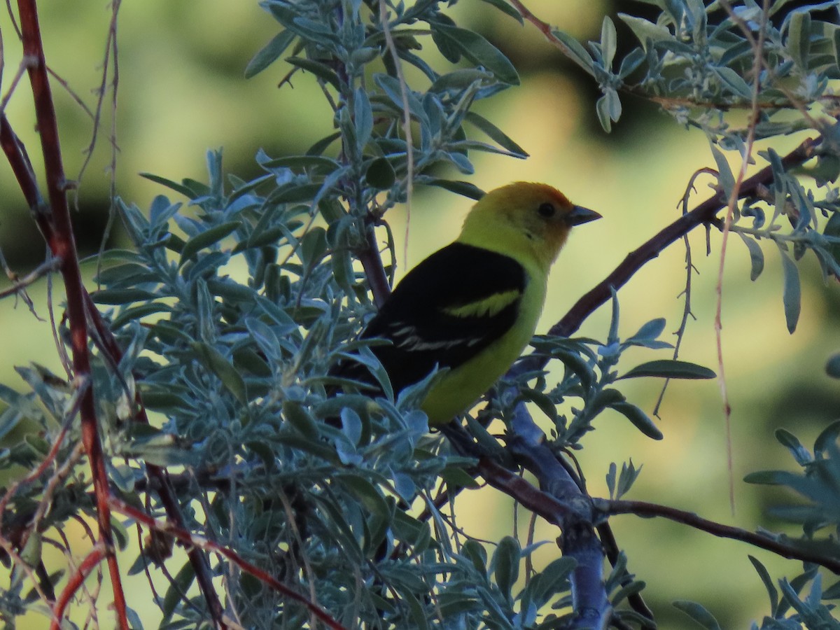 Western Tanager - ML453299471