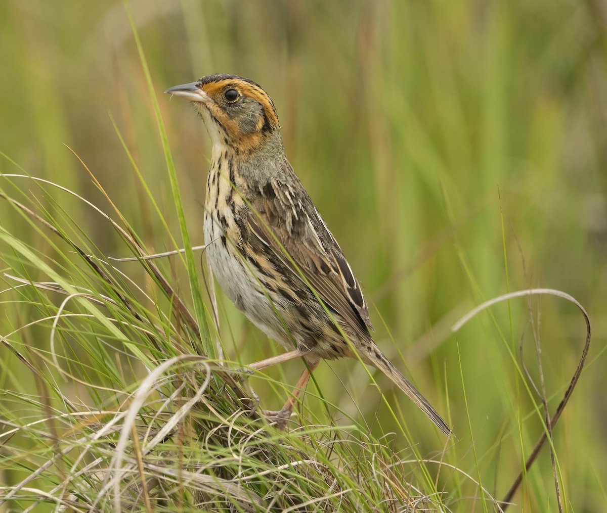 Saltmarsh Sparrow - Wendy Crowe