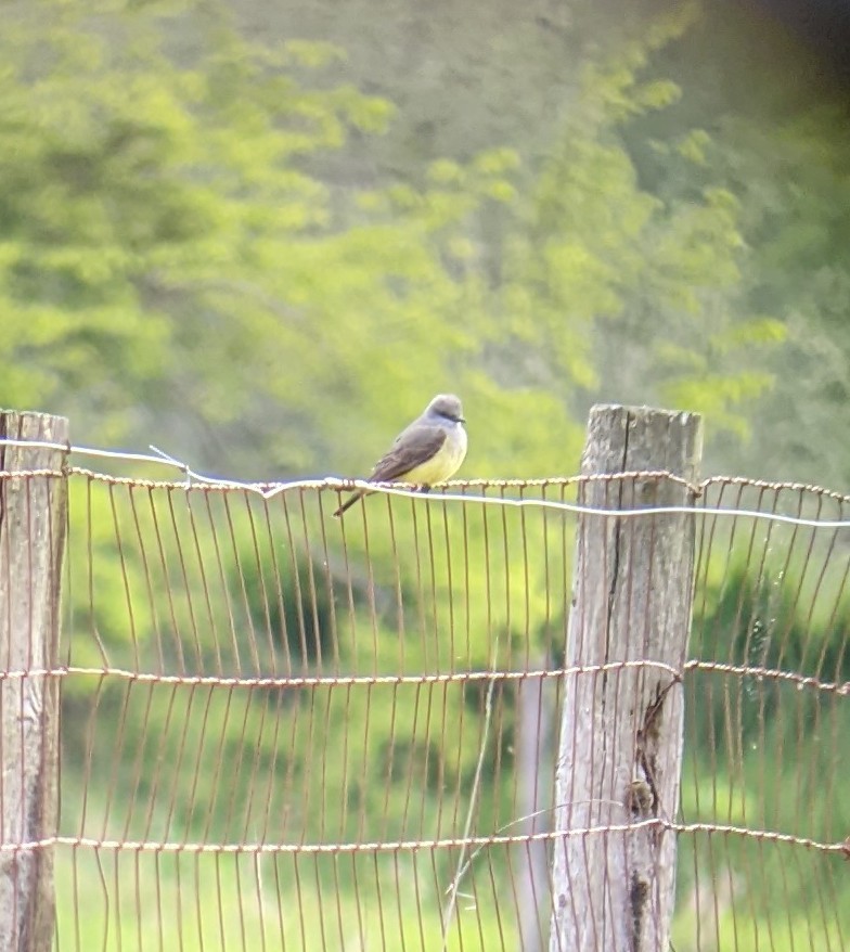 Western Kingbird - ML453299941