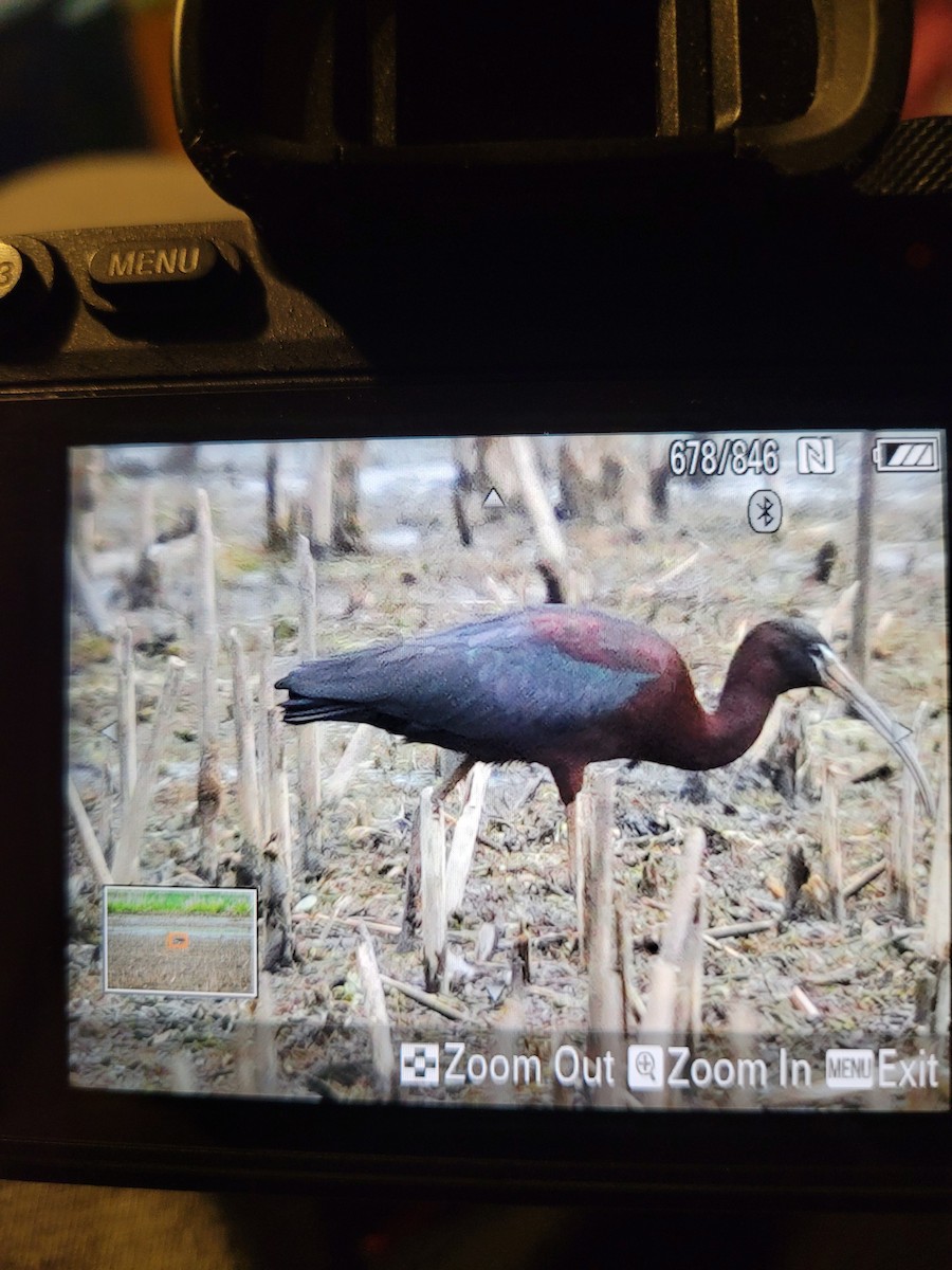 Glossy Ibis - ML453301841